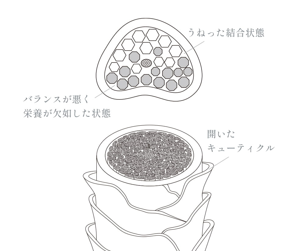 キューティクルが開き内部の栄養バランスが悪い