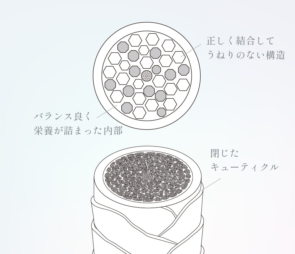 キューティクルが閉じ内部がバランスよく詰まっている